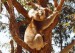 koala_2.jpg